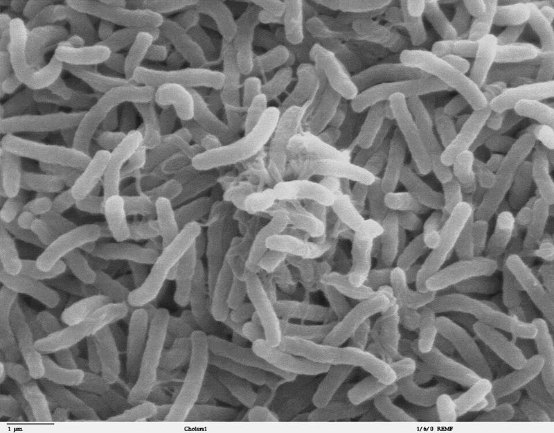 Cholera Cholera