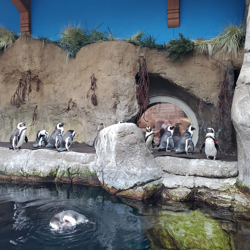 Clean Tanks and Well-Cared-For Animals Clean Tanks and Well-Cared-For Animals