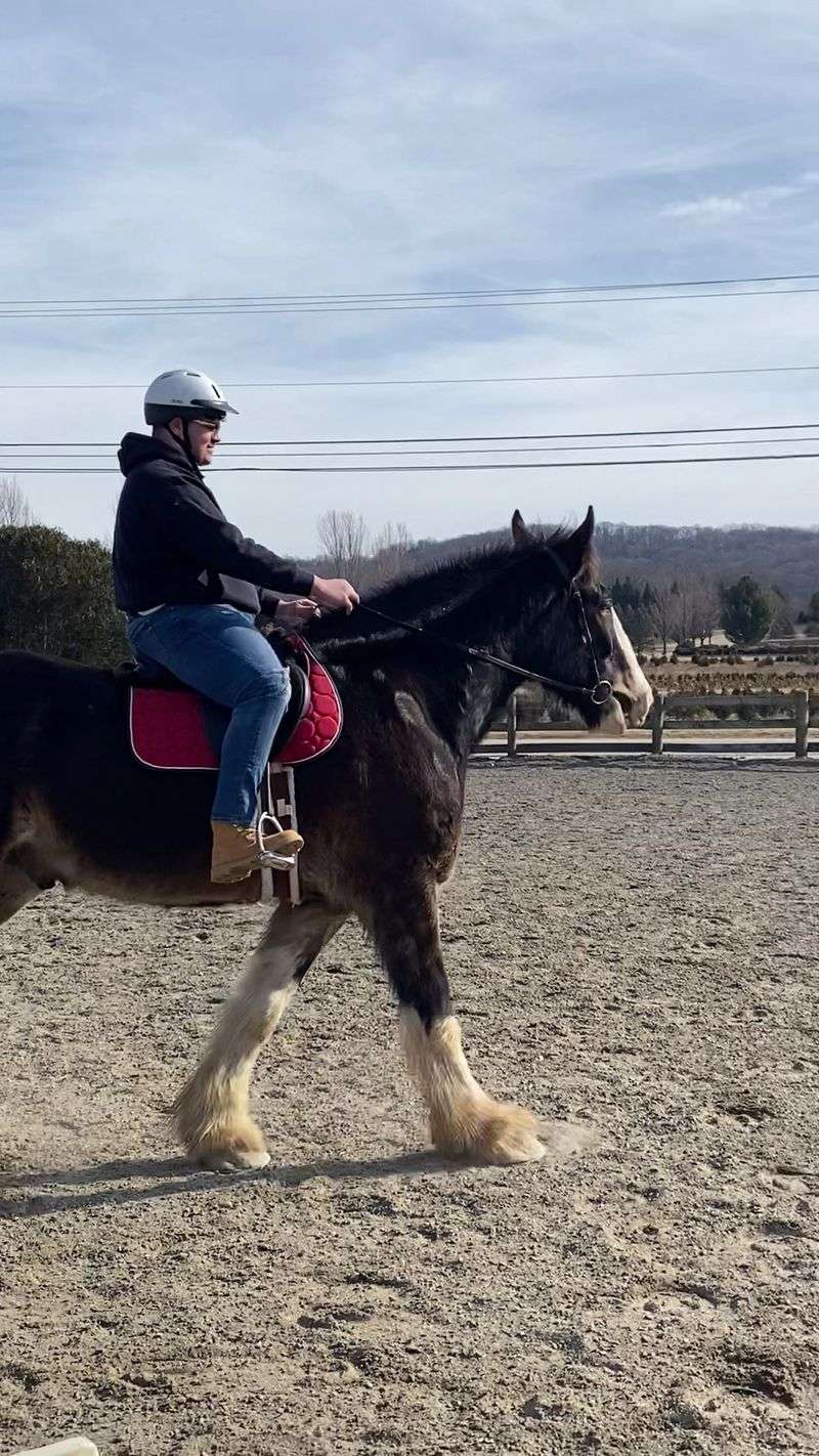 Clydesdales That Change the Scale