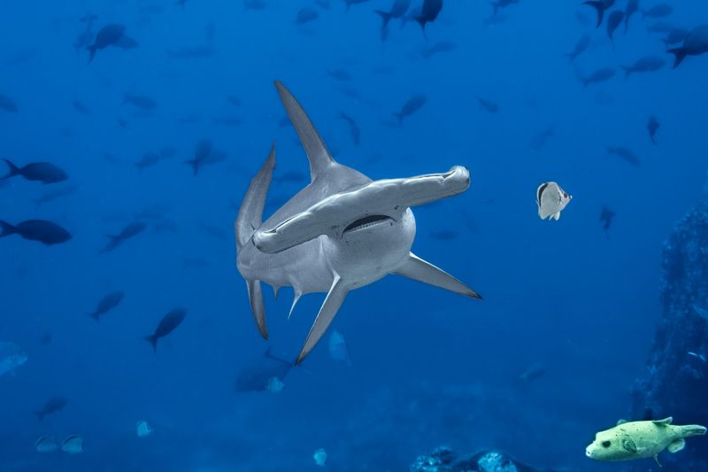 Cocos Island, Costa Rica