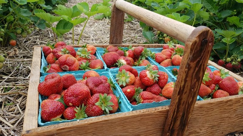 Cody's Farm & Orchard, LLC, Marengo, IL Cody's Farm & Orchard, LLC, Marengo, IL