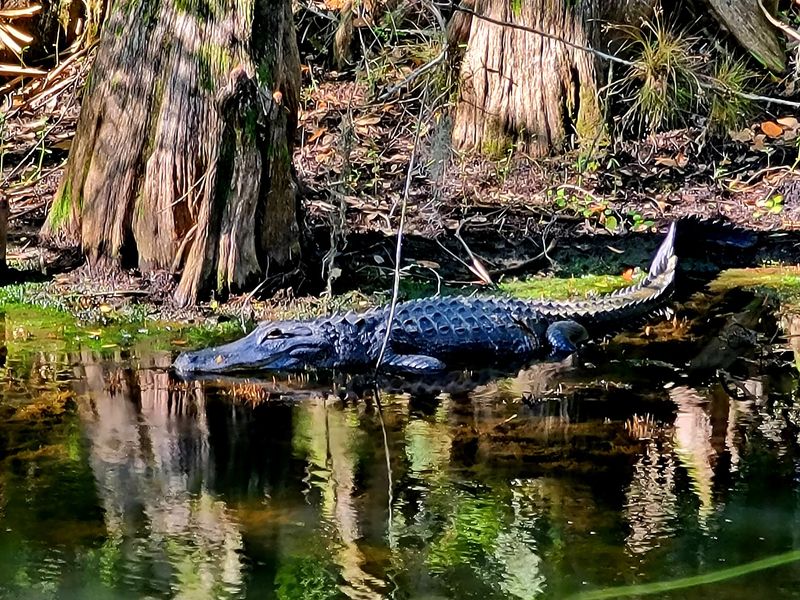 Coming Face to Face With Florida's Gators Coming Face to Face With Florida's Gators