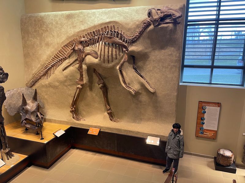 Coming Face to Face With a T-Rex Skull