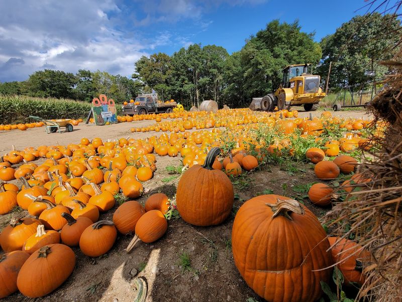 Connors Farm, Danvers, MA Connors Farm, Danvers, MA