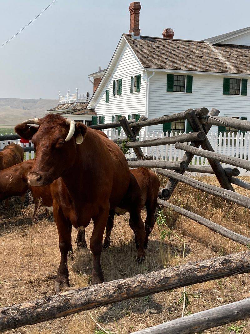 Conrad Kohrs and the Making of a Cattle King Conrad Kohrs and the Making of a Cattle King