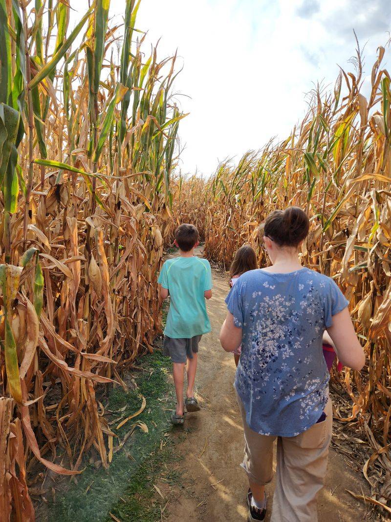 Corn Maze At The Center Of It All Corn Maze At The Center Of It All