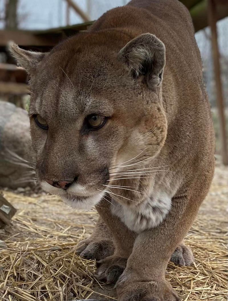 Cougars, Lynx, Skunks, and More Cougars, Lynx, Skunks, and More