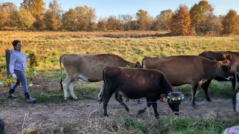 Cow Parade Days And Farm Events Cow Parade Days And Farm Events