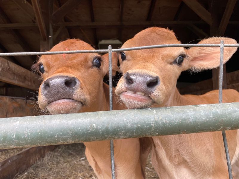 Cows, Calves, Goats, And A Small-Farm Pause Cows, Calves, Goats, And A Small-Farm Pause