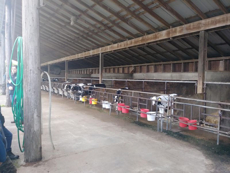 Cows at the Center of the Visit