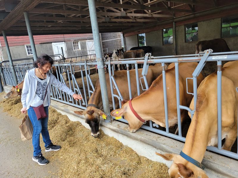 Cows close enough to make the source clear Cows close enough to make the source clear