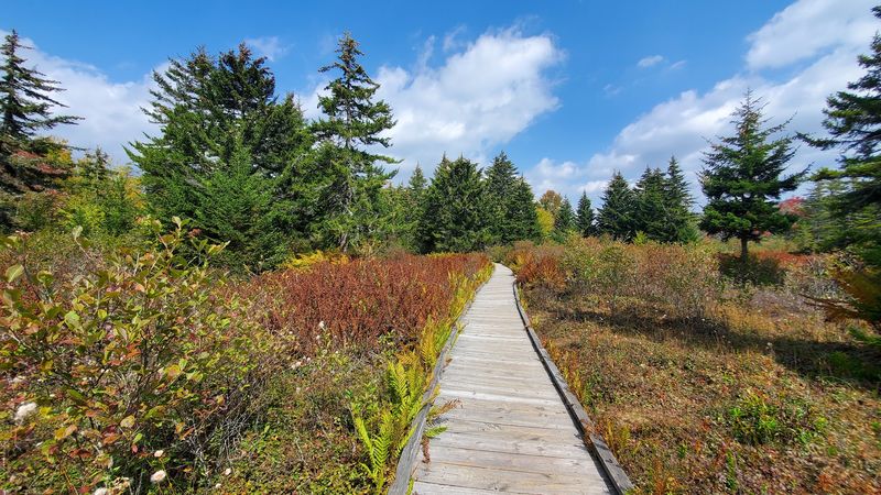 Cranberry Glades Botanical Area, Hillsboro, West Virginia Cranberry Glades Botanical Area, Hillsboro, West Virginia