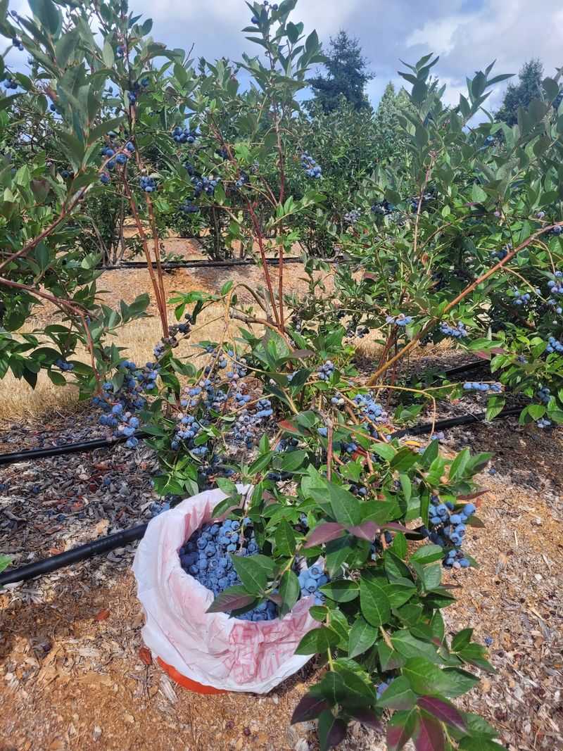Creswell Blueberries, Creswell, OR Creswell Blueberries, Creswell, OR