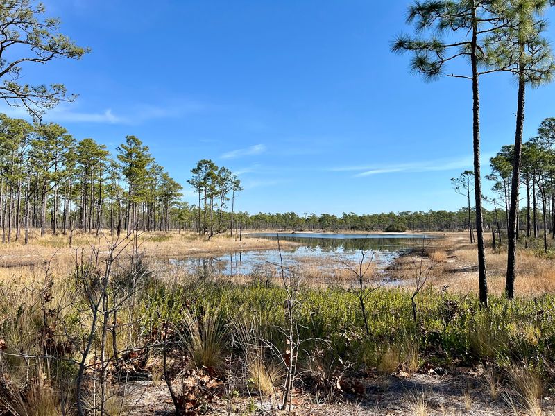 Croatan National Forest Croatan National Forest