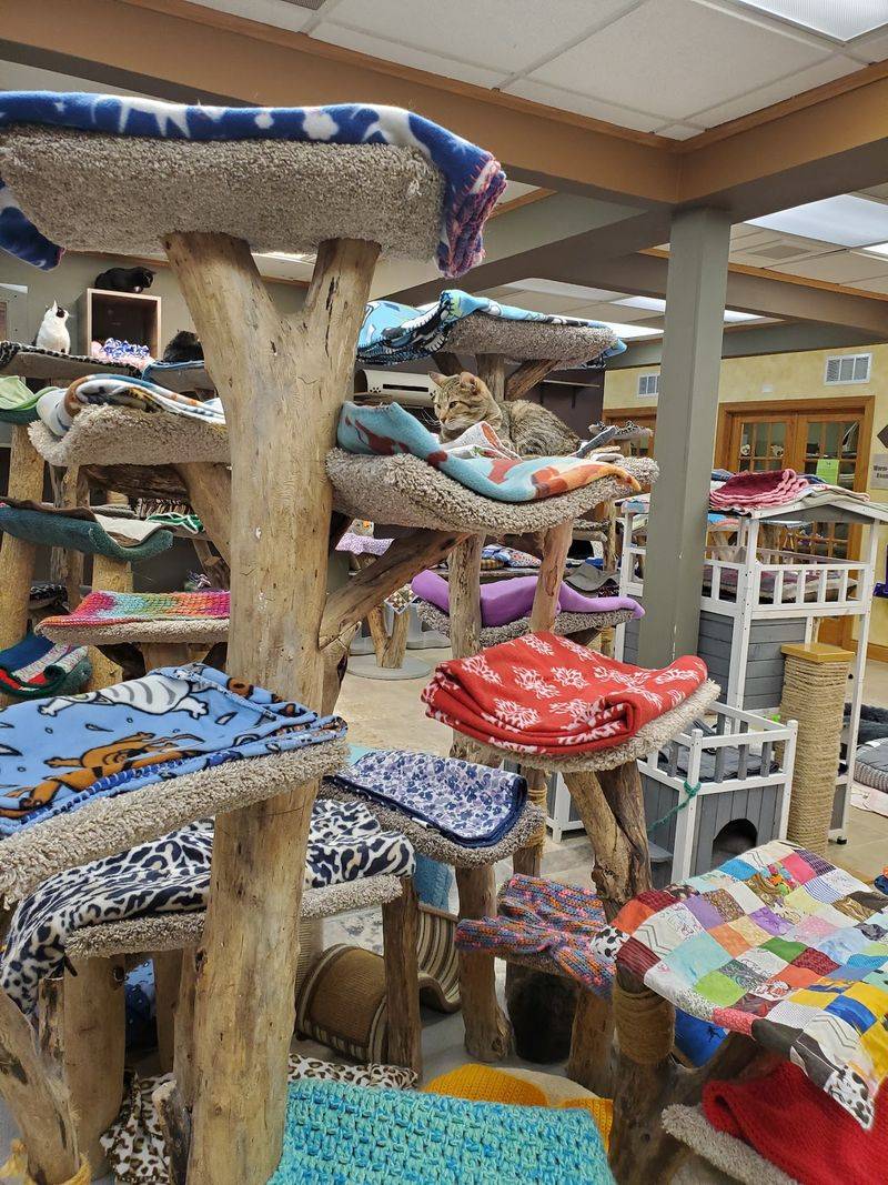 Crystal Lake Location and What Purrfect Cat Rescue Actually Is Crystal Lake Location and What Purrfect Cat Rescue Actually Is