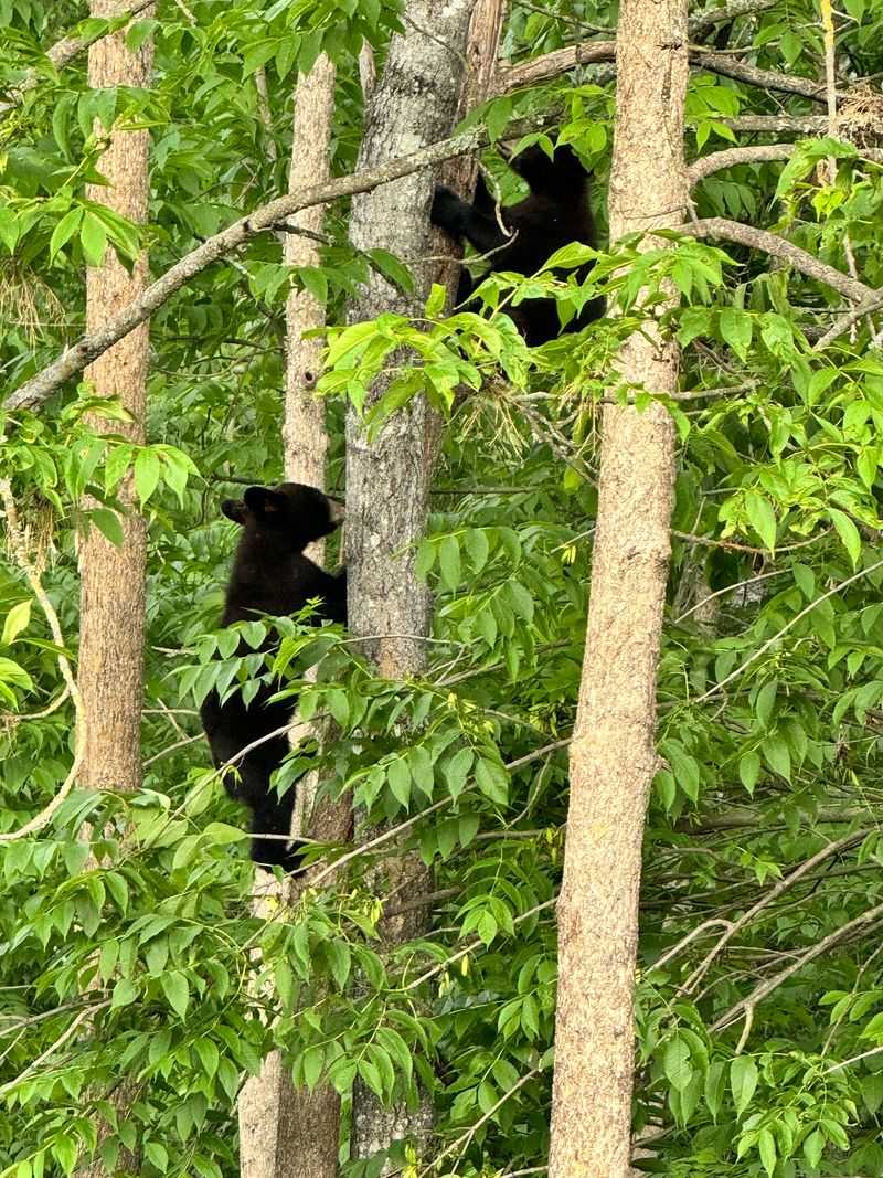 Cubs in the Trees and Why Everyone Loves Them