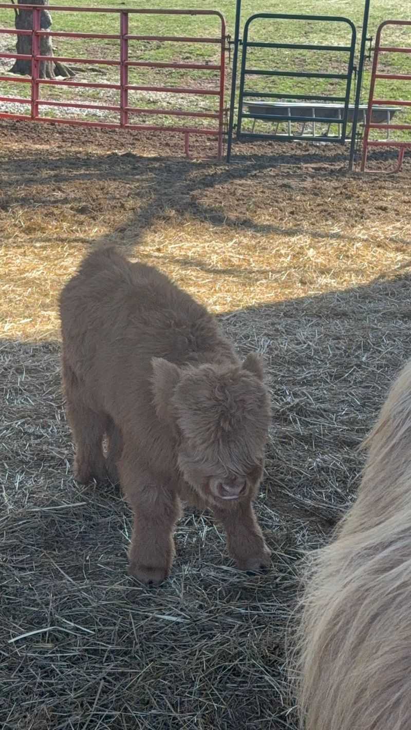 Cuddling The Adorable Calves