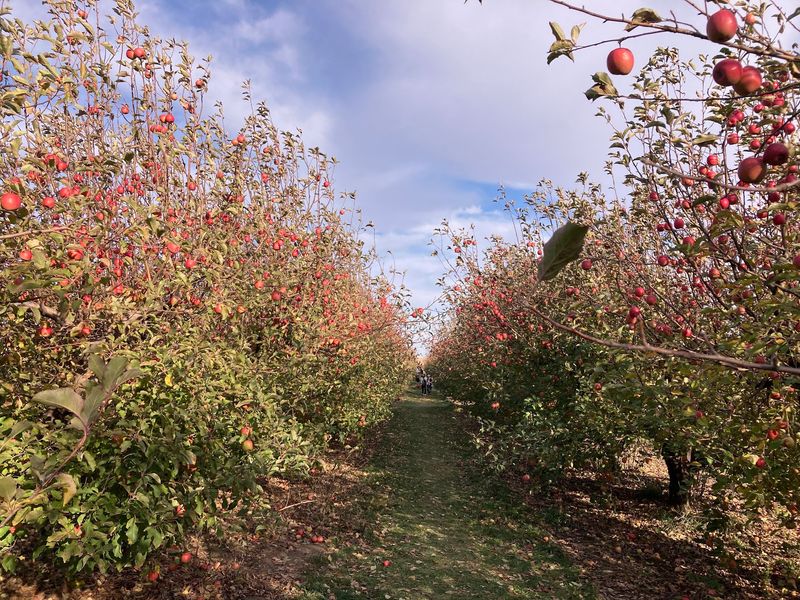 Curtis Orchard and Pumpkin Patch Curtis Orchard and Pumpkin Patch