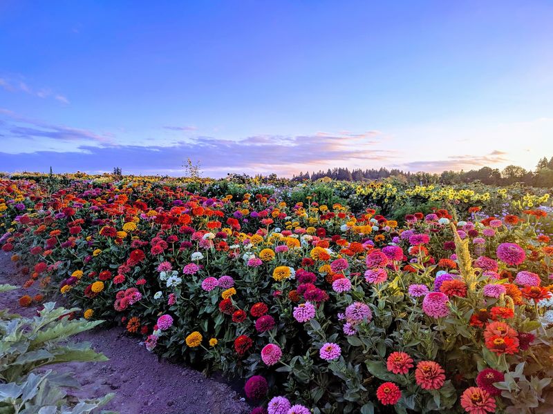 Cut-Your-Own Bouquets From the Flower Rows Cut-Your-Own Bouquets From the Flower Rows