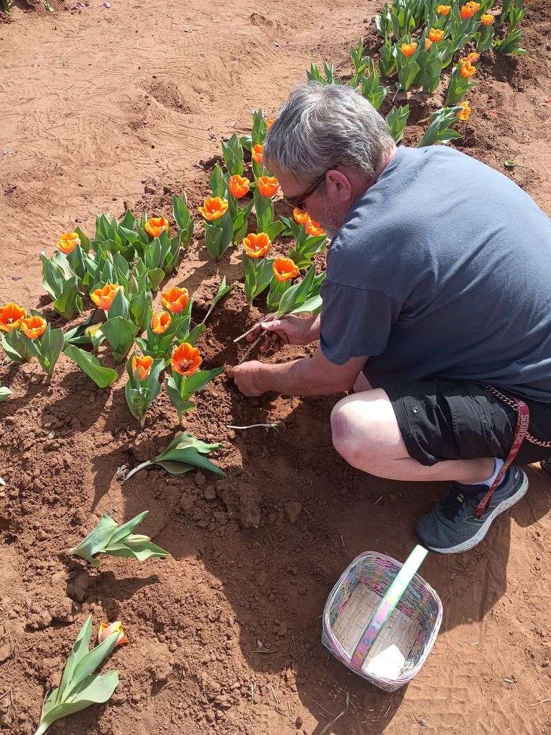 Cutting Your Own Bucket of Tulips