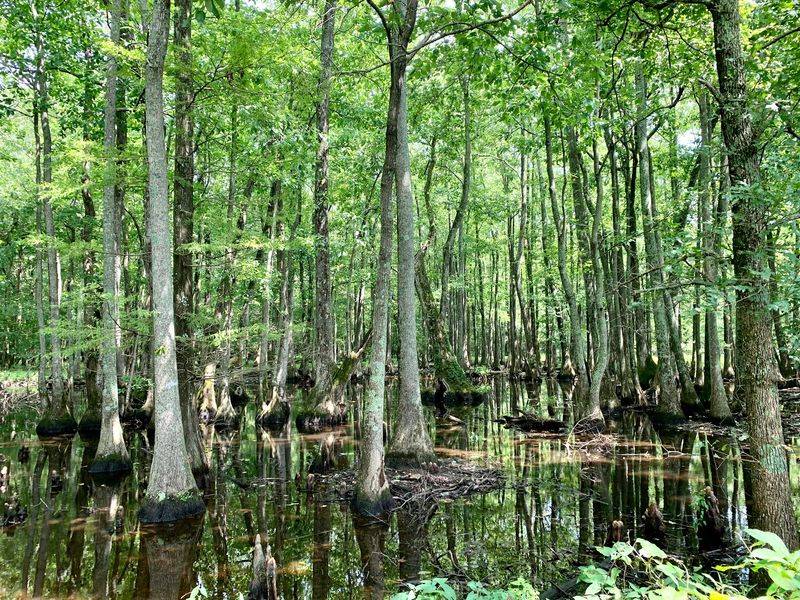 Cypress Trees and Wetland Views Cypress Trees and Wetland Views