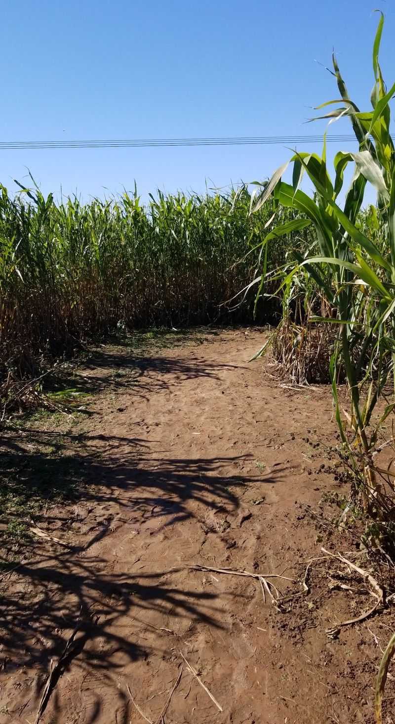 DaZe in a MaZe, Marshall, OK