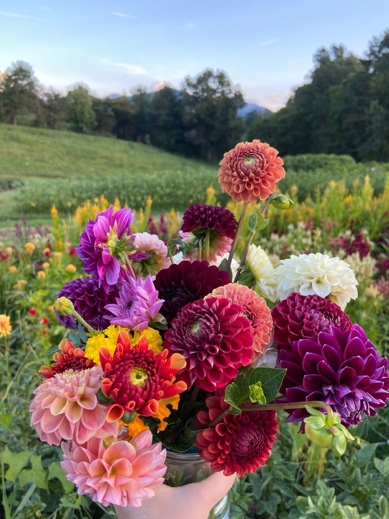 Dahlia Rows That Stop You in Your Tracks Dahlia Rows That Stop You in Your Tracks