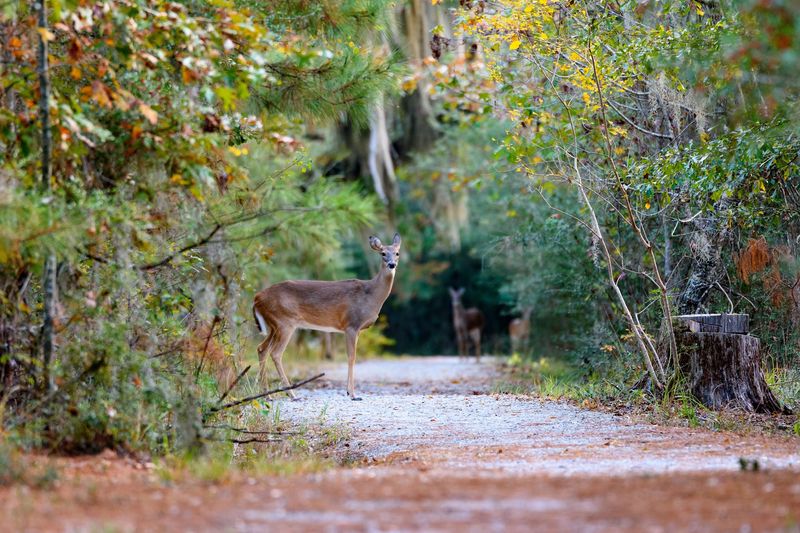 Deer, Raccoons, and Roaming Wildlife