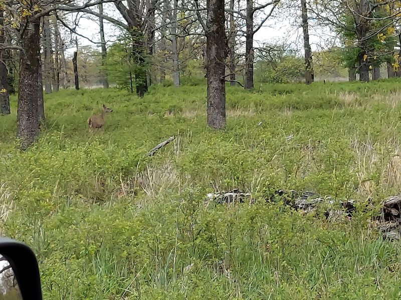 Deer, Wild Turkey, and the Rest of the Wildlife Roster Deer, Wild Turkey, and the Rest of the Wildlife Roster