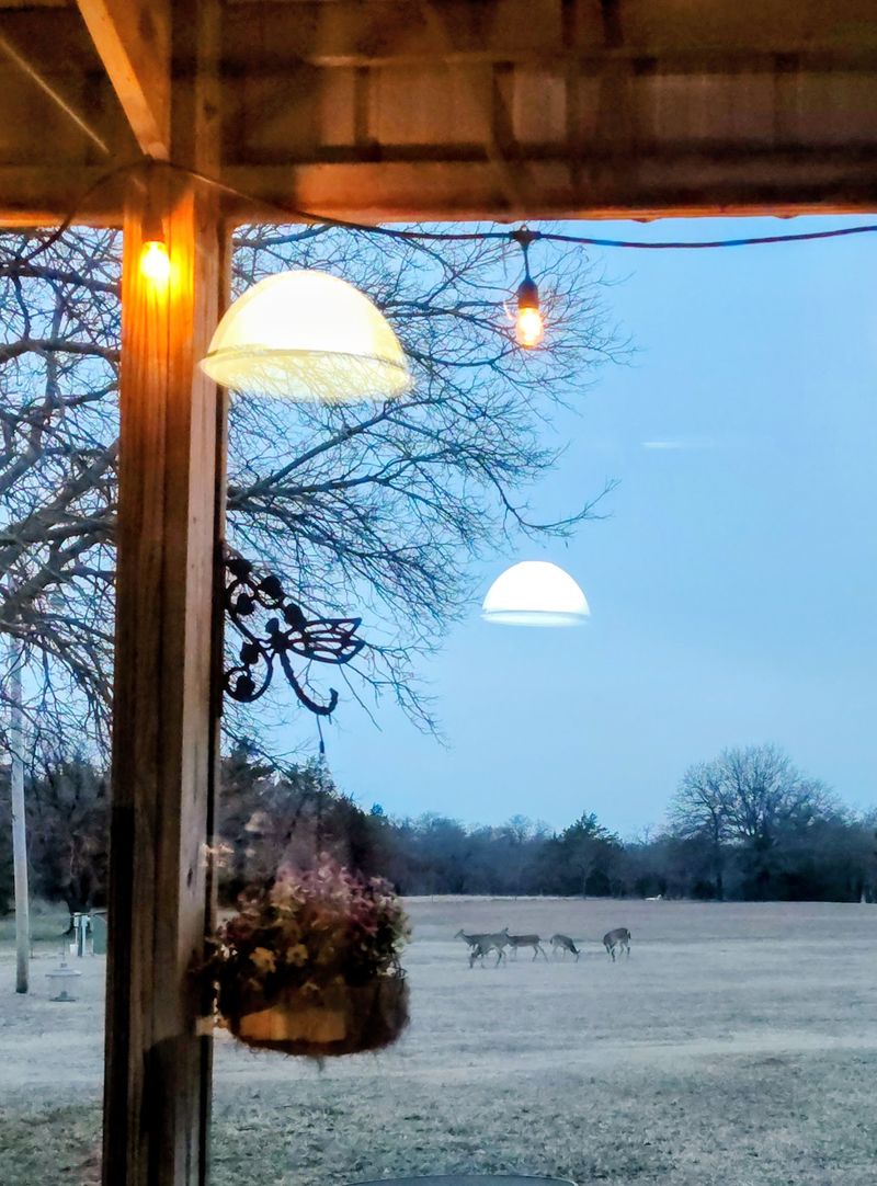 Deer at Dusk Deer at Dusk