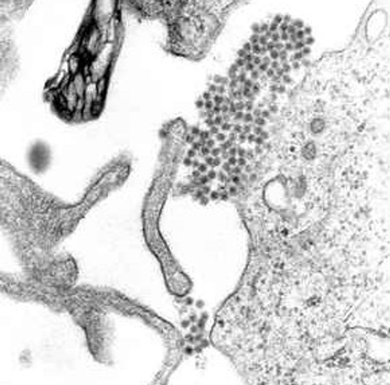 Dengue Dengue