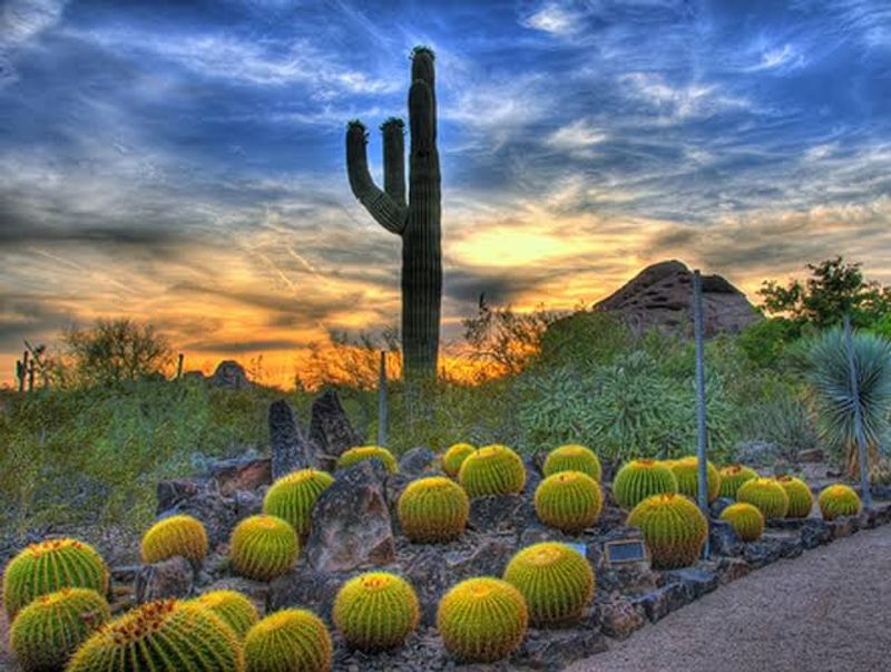 Desert Botanical Garden, Phoenix, Arizona Desert Botanical Garden, Phoenix, Arizona