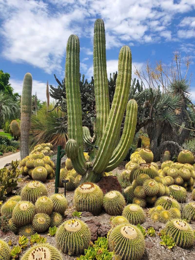 Desert Garden at The Huntington, San Marino, California Desert Garden at The Huntington, San Marino, California