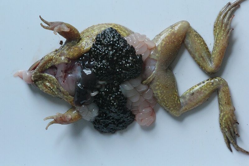 Dissecting Frogs