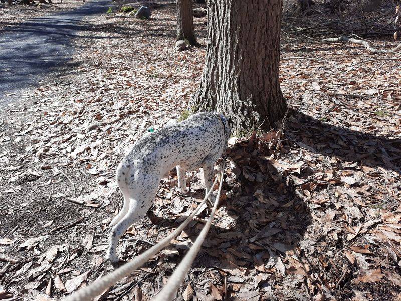Dog-Friendly Trails and Thoughtful Accessibility Features