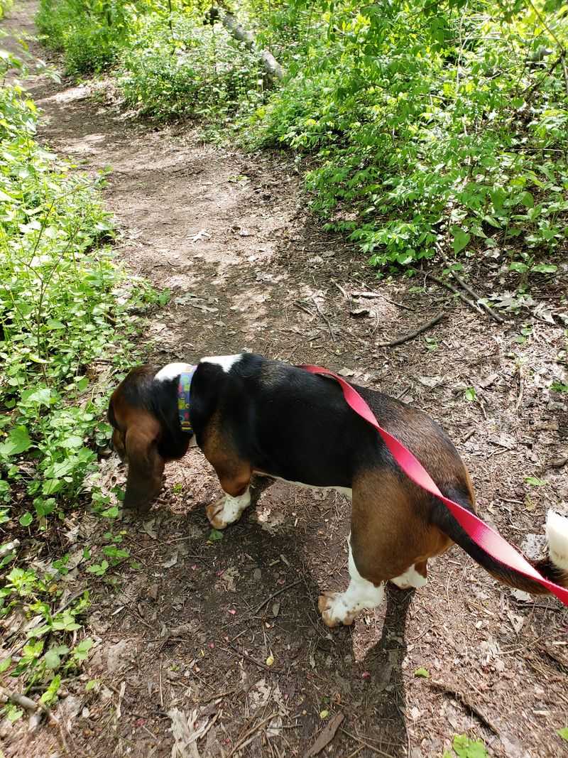 Dogs, Leashes, and the Unspoken Trail Code Dogs, Leashes, and the Unspoken Trail Code