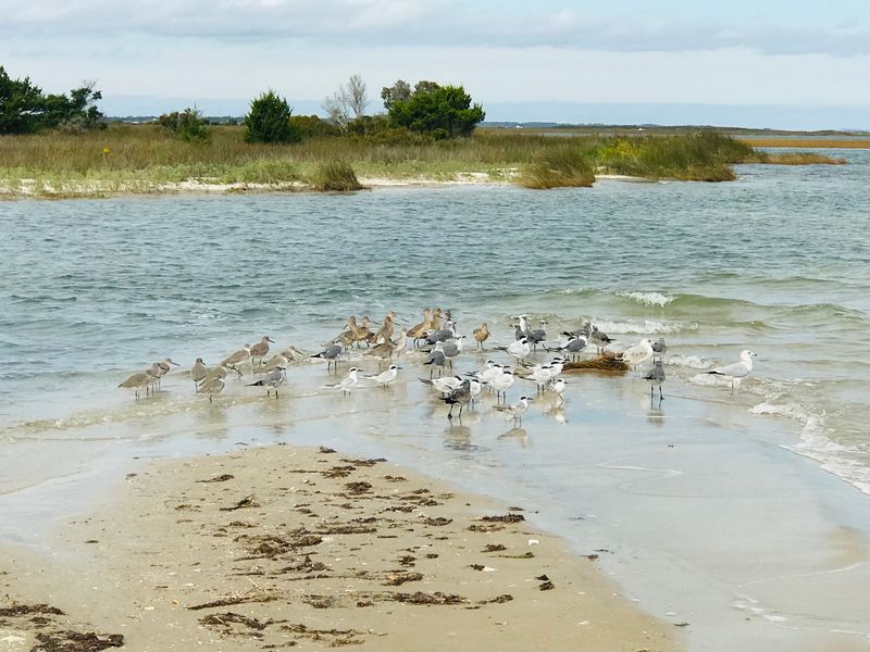 Dolphins, Birds, and Surprise Guests