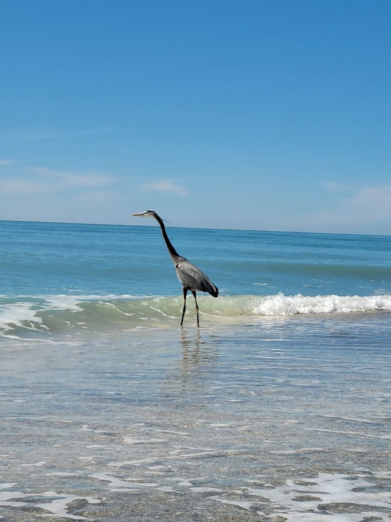 Dolphins, Manatees, and Endless Wildlife Sightings