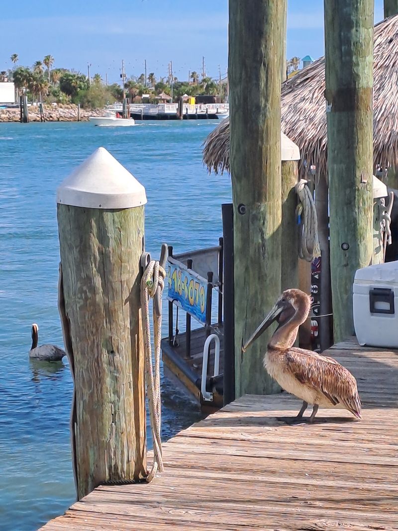 Dolphins, Pelicans, and Endless Wildlife Dolphins, Pelicans, and Endless Wildlife