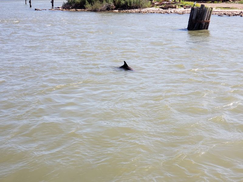 Dolphins Riding Alongside Dolphins Riding Alongside