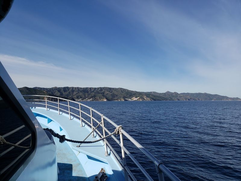 Dolphins and Ocean Wildlife Along the Way