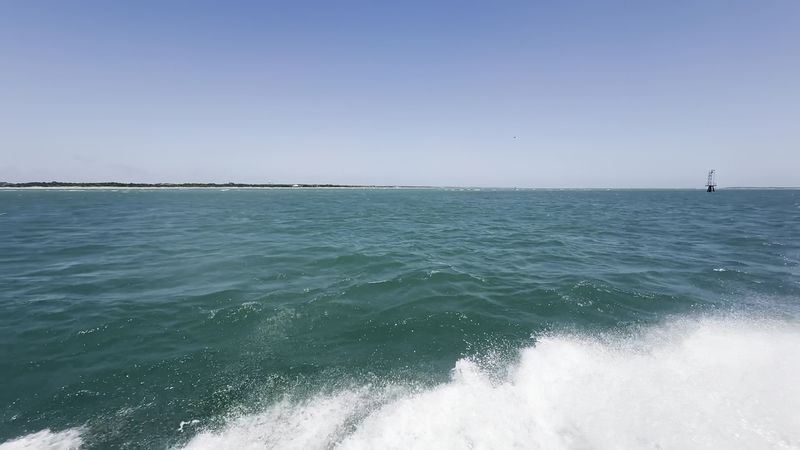 Dolphins in the Wake Dolphins in the Wake