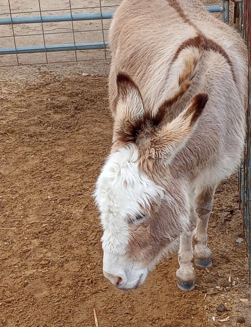 Donkeys With Plenty of Charm Donkeys With Plenty of Charm