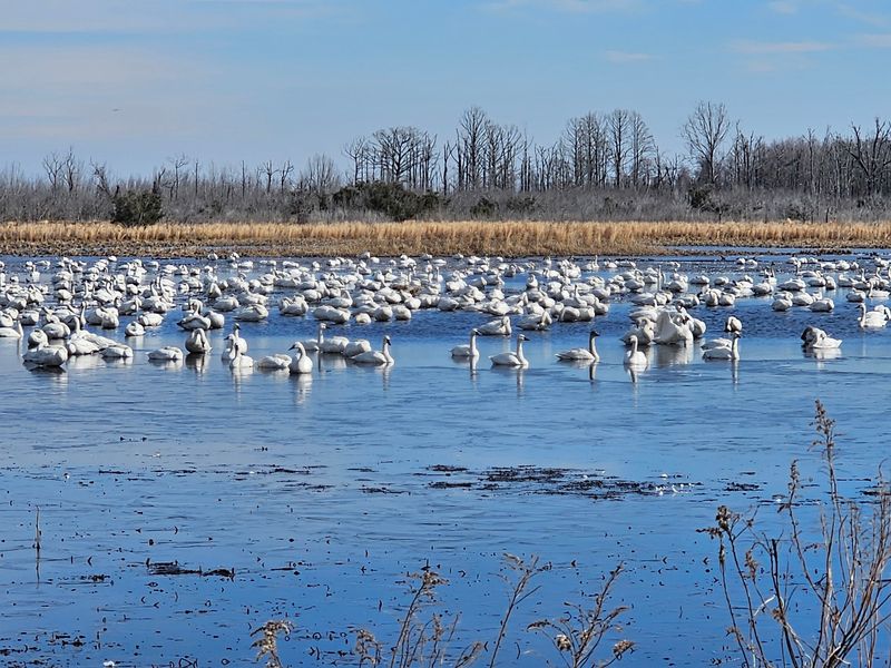 Duck Blind Trail and Other Winter Waterfowl Duck Blind Trail and Other Winter Waterfowl