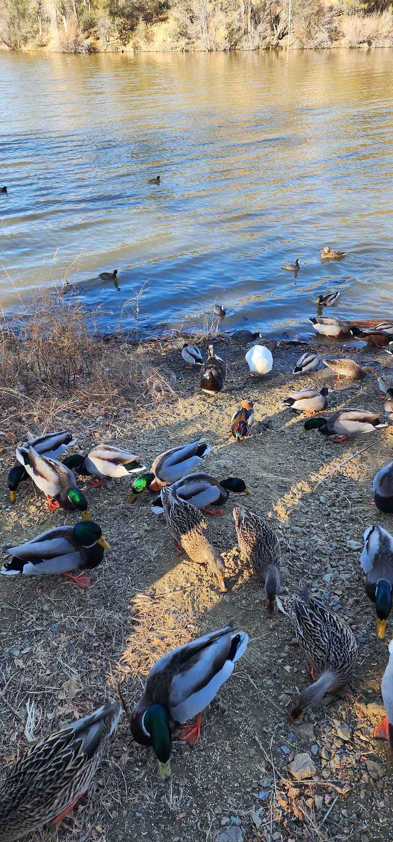 Ducks, Birds, and Friendly Wildlife Ducks, Birds, and Friendly Wildlife