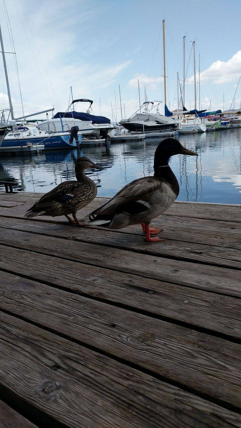 Ducks, Gulls and Other Dockside Regulars Ducks, Gulls and Other Dockside Regulars