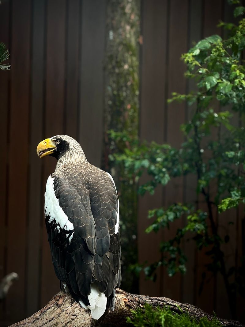 Eagle Hall: The Only Harpy Eagle in the Entire Northeast Eagle Hall: The Only Harpy Eagle in the Entire Northeast