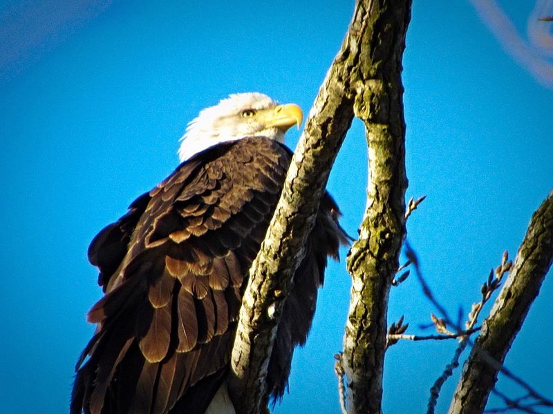 Eagles Over the Treetops Eagles Over the Treetops