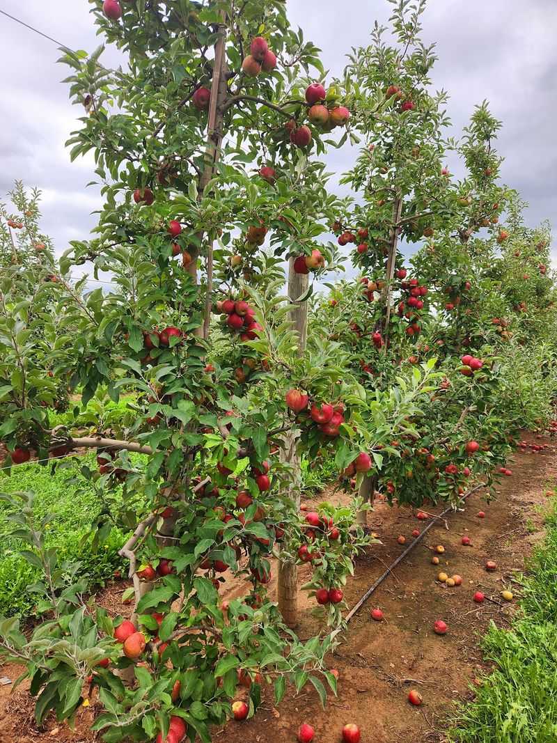 Eckert's Pick Your Own Belleville Farm Eckert's Pick Your Own Belleville Farm