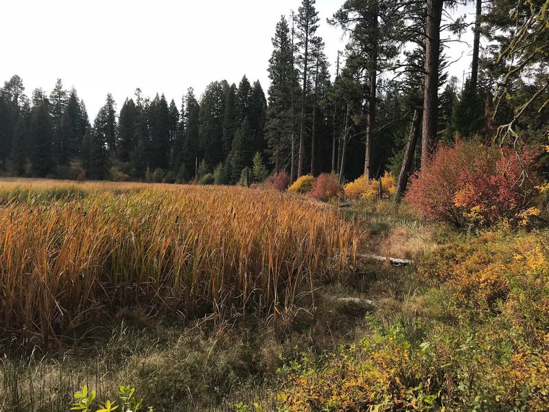 Ecological Variety: From Sagebrush Flats to Marshland Wonders Ecological Variety: From Sagebrush Flats to Marshland Wonders